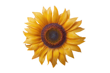 Fototapeta premium Isolated, top-down shot of a vibrant yellow and brown sunflower against a stark black backdrop
