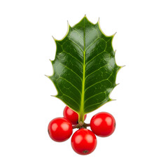 Vibrant holly leaf with bright red berries, perfect for Christmas cards, holiday season decorations, festive marketing, and winter design projects, isolated on white & transparent background.