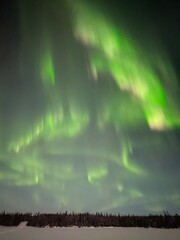 Vertical night landscape of vibrant green auroral curtains sweeping above a snowfield and dark conifer treeline