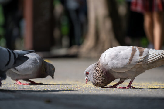 Pigeons Feeding on the Ground in a Park on a Sunny Day
