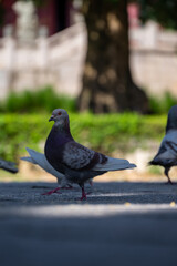 A Pigeon Perched on the Edge of a Wall with a Blurred Urban Background