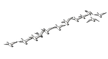Migrating birds in sky minimalist wildlife vector line art design.
