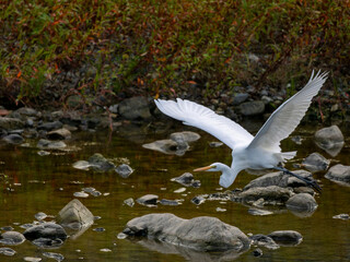 川の上を飛ぶダイサギ