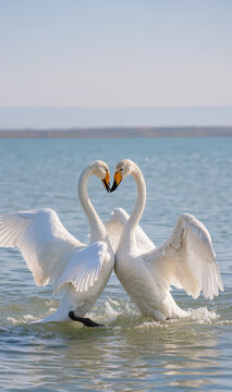 Bei cigni che con il collo formano il cuore in un bel momento di luce.