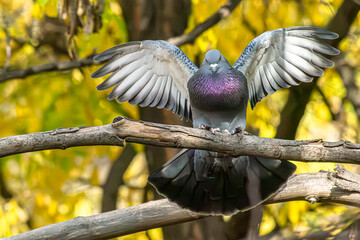 A rare dove with its wings spread