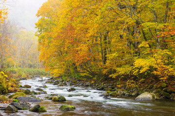 river in autumn forest