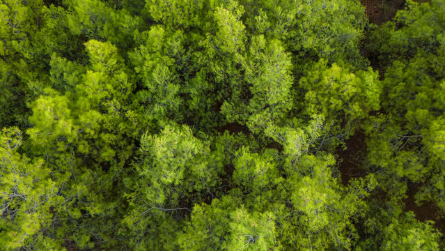 Aerial drone top down view of a lush green forest canopy showing the dense texture of tree tops a beautiful natural background