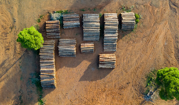 Wide aerial top down perspective of numerous stacks of cut logs arranged in a dirt clearing a sign of forestry operations