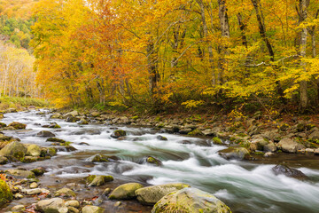 river in autumn forest