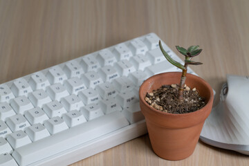 Small Potted Plant Next to White Keyboard on Desk