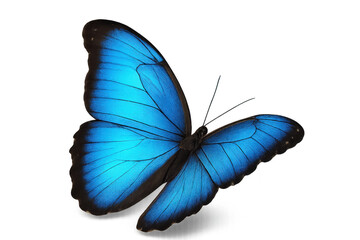 Obraz premium Blue morpho butterfly with open wings flying