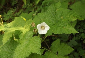 Thimbleberry (Rubus parviflorus) white wildflower in Beartooth Mountains, Montana