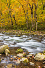 river in autumn forest