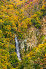 waterfall in autumn forest