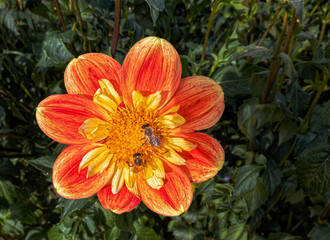 Two Bees Gathering Pollen