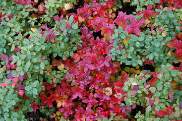 Ripe, bright red berries of a northern plant called Swedish bunchberry in the autumn polar tundra.