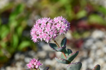 ミセバヤ　Siebold's Stonecrop
