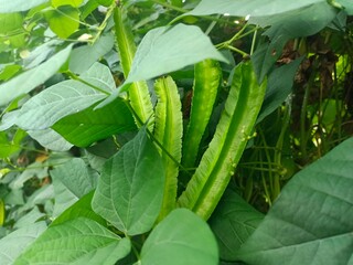 Fototapeta premium Winged bean (Psophocarpus tetragonolobus), Winged bean fruit has a distinctive shape with four winged or angled sides like star fruit