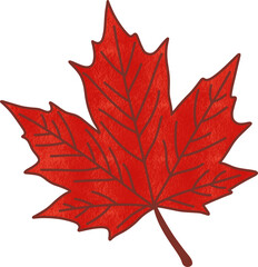 Autumn maple leaf illustration
