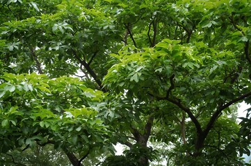 Fototapeta premium Lush green canopy of dense tree leaves in a forest