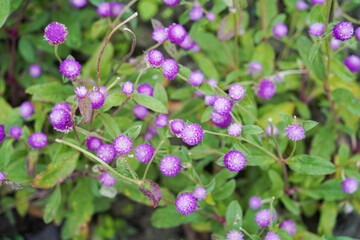 Knob flower garden. Gomphrena globosa. This plant is an annual herb, and is generally used as an ornamental plant and can be used as a flower tea. Selective focus. Bunga kenop.