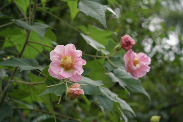 Pink flower of Cottonrose Hibiscus.