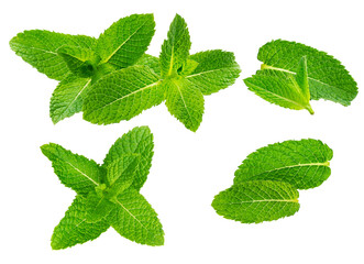 assortment of fresh, textured green mint leaves and sprigs arranged and isolated beautifully against a stark transparent background.