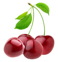 cluster of four perfectly ripe, glossy red cherries attached to a single stem with fresh green leaves, beautifully isolated against a dark background.