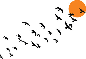 Obraz premium Flock of silhouetted birds flying towards a bright orange sun against a white background