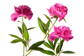 three bright deep pink magenta peony flowers with rich green leaves and sturdy stems, blooming beautifully isolated on a dramatic transparent background photograph.