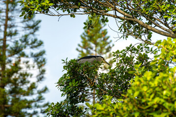 A White Heron Perched Among Lush Green Foliage in a Serene Forest Setting