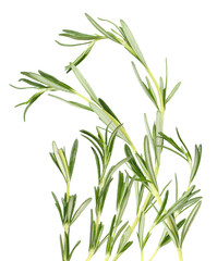 a vertical cluster of tall, fresh, green rosemary branches and needles, photographed standing upright as a detailed studio shot, isolated on black.