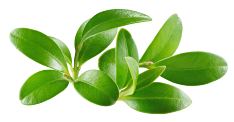 detailed close-up photograph of fresh, waxy green leaves growing on small sprigs, resembling those of a healthy cranberry or lingonberry shrub, isolated.