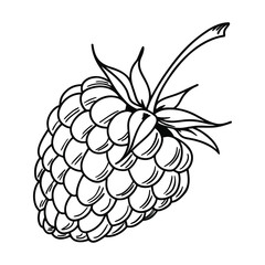 Detailed Raspberry Simple Line Art