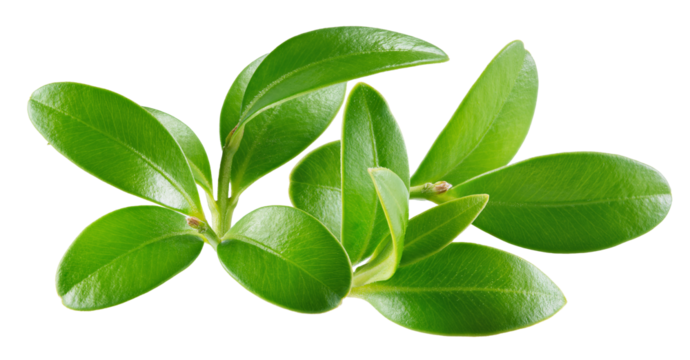 detailed close-up photograph of fresh, waxy green leaves growing on small sprigs, resembling those of a healthy cranberry or lingonberry shrub, isolated.