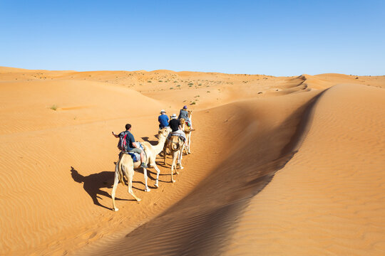 Tourists riding dromedaries in the desert, Wahiba Sands, Oman