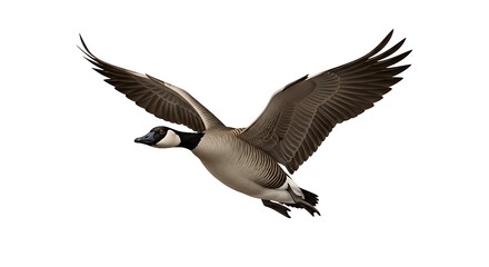 Obraz premium Canada Goose in Flight.