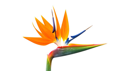 Exotic bird-like flower with vibrant orange, blue, and green petals against a black background