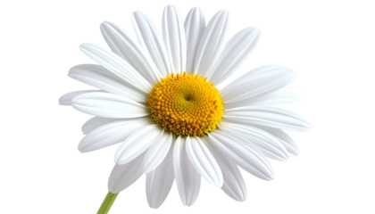 A vibrant daisy showcases a bright yellow center surrounded by multiple white petals