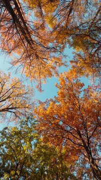 Seamless loop rotating autumn trees from below, showcasing vibrant orange and yellow leaves against a clear blue sky