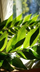 laurel. A wreath of laurel leaves in natural sunlight against a soft background. gardening catalogs, home-decor guides, designed for home decor and floral branding, used by videographers.
