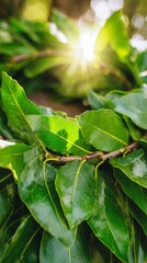 laurel. A wreath of laurel leaves in natural sunlight against a soft background. gardening catalogs, home-decor guides, designed for home decor and floral branding, used by videographers.
