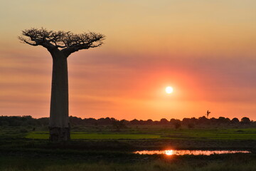 A baobab tree at evening