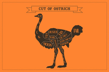 Ostrich meat cuts diagram in vector format