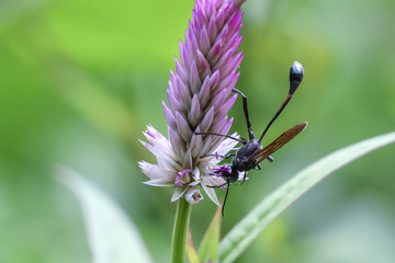 Serene close up of black wasp with long abdomen feeding on beautiful purple and white cockscomb flower in lush green garden, showcasing delicate beauty of nature