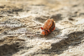 Small hermit crab with textured shell crawling on weathered wood. close up macro view of tiny crustacean in its natural wildlife habitat shows solitary exploration