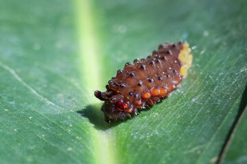 Spiky brown caterpillar larva crawling on vibrant green leaf in nature. This close up macro shot captures intricate detail and texture of insect and plant in garden