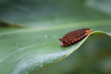 Fascinating macro close up of brown spiky caterpillar, wild insect larva, slowly crawling on vibrant green leaf in natural jungle environment with beautiful blur background