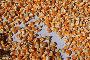 Close up background of yellow corn kernel and seed from successful agriculture harvest. dry maize grain and food pile show feeling of natural abundance