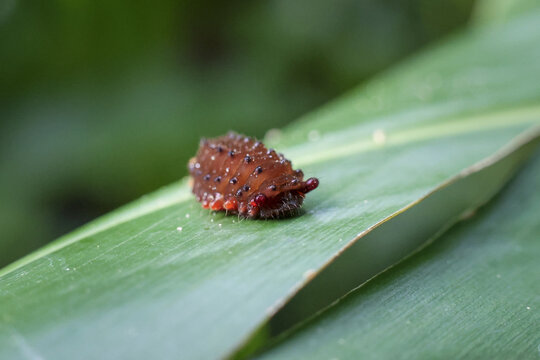 รูปภาพCassidinae – เลือกดูภาพถ่ายสต็อก เวกเตอร์ และวิดีโอ1,061 | Adobe ...
